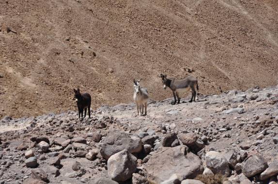 Burros vivem no deserto do Parque Nacional Nevado Tres Cruces, região do Paso San Francisco, próximo à Copiapo, no Chile